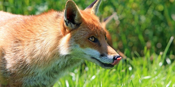Caccia alla volpe: tecniche e consigli di caccia